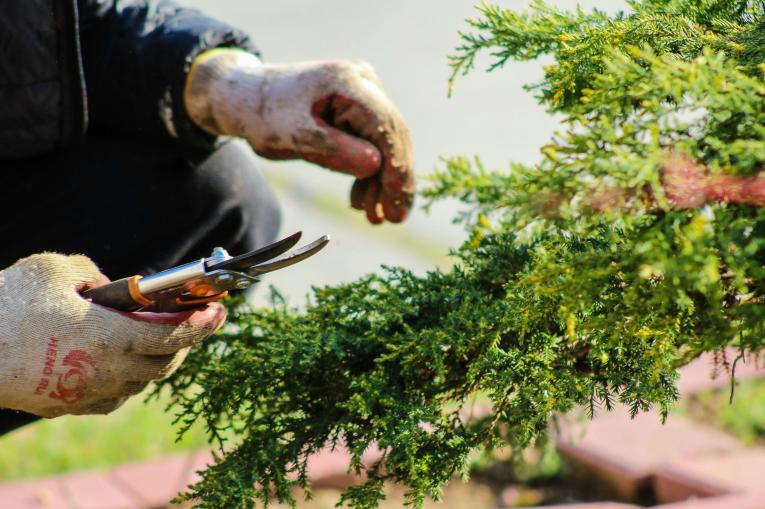 A pair of hands in Gardening gloves holding shears and cutting a tree