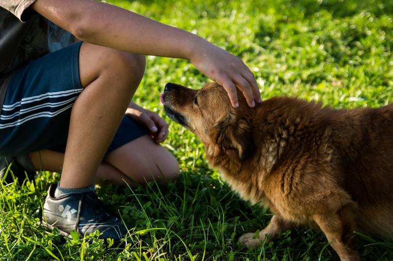A man is petting a brown dog