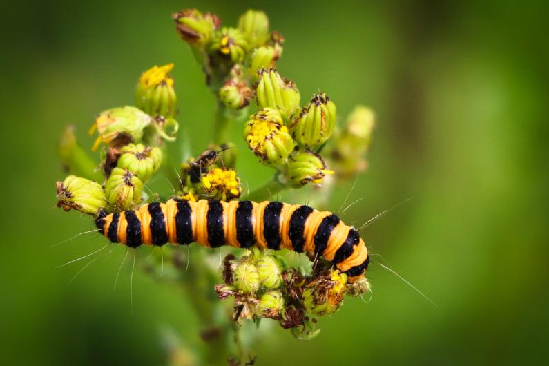 A close up of a black and white caterpillar on a yellow flower